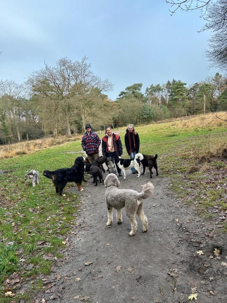 Dagopvang en vakanties, Diensten en Vakmensen, Dieren | Honden | Verzorging, Oppas en Les, Uitlaatservice
