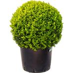 Buxus Sempervirens - Buxushaag g87580