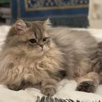 Brits langhaar/ perzisch langhaar dekkater (niet te koop), Dieren en Toebehoren, Kater
