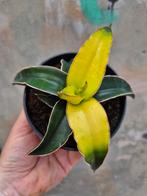 Sansevieria Star Canary p12, meerdere vergelijkbare exemplar, Ophalen of Verzenden, Overige soorten, Minder dan 100 cm