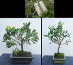 2 Bonsai Callistemon pallidus 'Bianco'- Witte Lampenpoetser, Minder dan 100 cm, Zomer, Volle zon, In pot