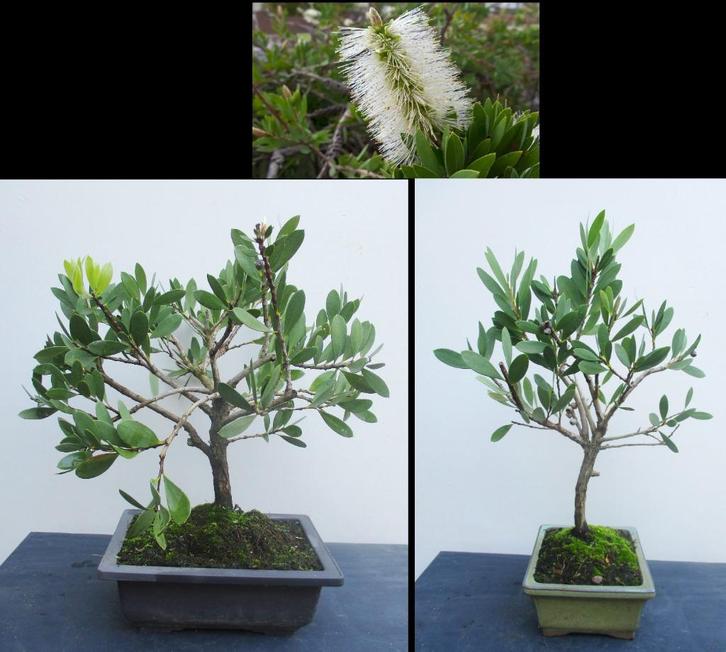 2 Bonsai Callistemon pallidus 'Bianco'- Witte Lampenpoetser, Tuin en Terras, Planten | Bomen, Overige soorten, Minder dan 100 cm