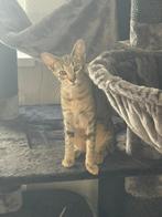 Deze knapperd zoekt een forever home, Poes, Gechipt, 0 tot 2 jaar