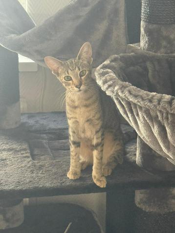 Deze knapperd zoekt een forever home beschikbaar voor biedingen