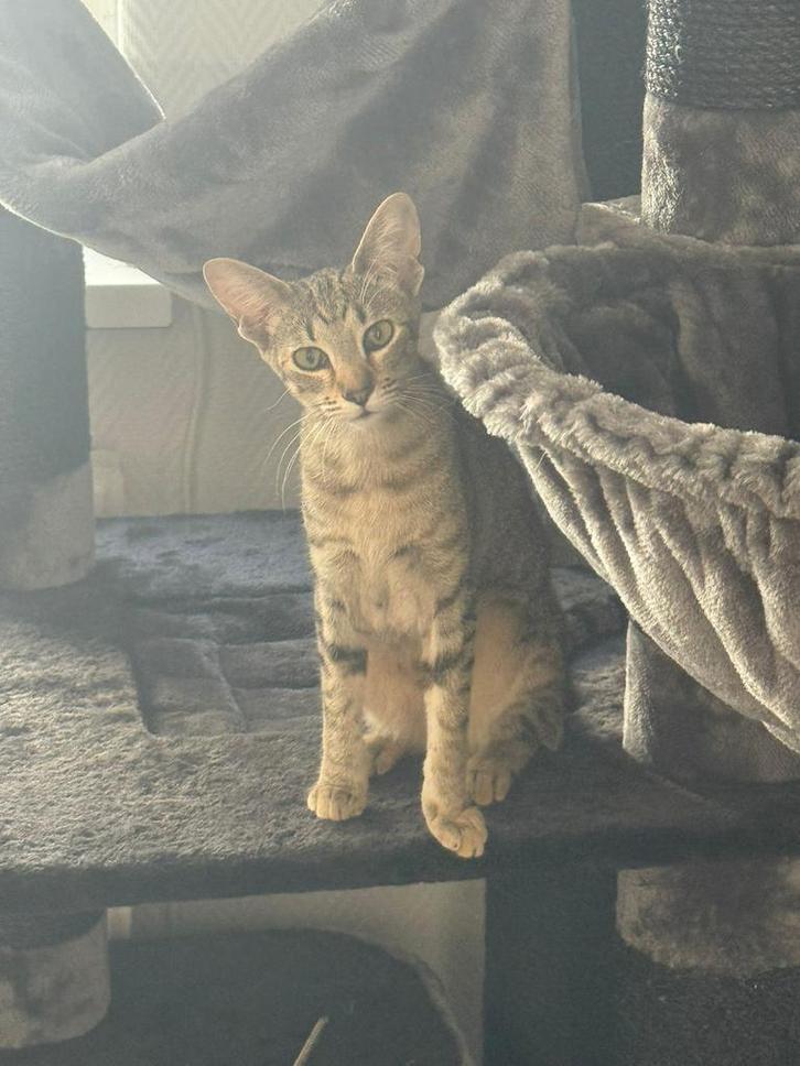 Deze knapperd zoekt een forever home, Dieren en Toebehoren, Katten en Kittens | Raskatten | Korthaar, Poes, 0 tot 2 jaar, Gechipt