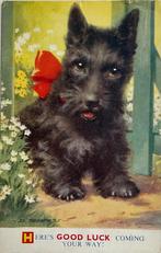UK hond  Schotse Terrier Scottish Terrier Good Luck Tempest, Verzenden, 1940 tot 1960, Gelopen, Overige thema's