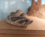 Westelijke haakneus 0.1 (Heterodon nasicus), Dieren en Toebehoren, Reptielen en Amfibieën, Slang, Tam, 7 tot 10 jaar