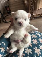 Nog 1 mooie en lieve mini pomchi pup. De mooiste van mp, Reu, CDV (hondenziekte), 8 tot 15 weken, Meerdere