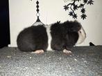 Zwart bonte us teddy cavia dekbeer, Januari, Mannelijk, Cavia