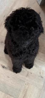 Labradoodle F5 reutje 18 weken, Dieren en Toebehoren, Rabiës (hondsdolheid), 15 weken tot 1 jaar, Eén hond, Nederland