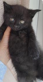 nog  een  chocoladebruine poesjes beschikbaar., Dieren en Toebehoren, Katten en Kittens | Raskatten | Korthaar, Meerdere dieren