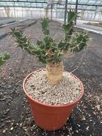 Caudex Euphorbia Tortirama zeldzaam afkomstig Transvaal Z, Overige soorten, Ophalen of Verzenden, In pot, Minder dan 100 cm
