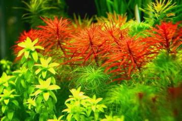 gratis gezocht aquarium planten beschikbaar voor biedingen