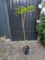 Wisteria Sinensis  Blauwe Regen, Ophalen, Volle zon, Overige soorten, 100 tot 250 cm