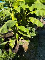 Winterharde bananen planten, Ophalen of Verzenden, Zomer, Overige soorten, Halfschaduw