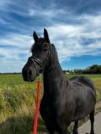 Friese merrie te koop, Merrie, Minder dan 160 cm, Met stamboom, Zadelmak