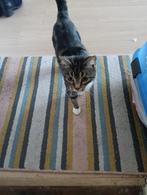 Katje, Poes, 0 tot 2 jaar