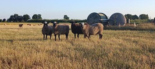 Romanov lammeren, Dieren en Toebehoren, Schapen, Geiten en Varkens, Schaap, Meerdere dieren, 0 tot 2 jaar