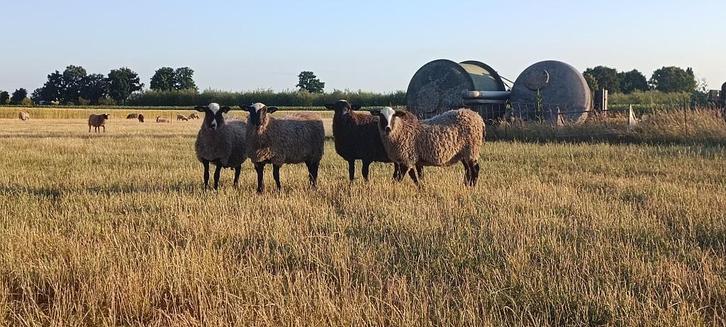 Romanov lammeren, Dieren en Toebehoren, Schapen, Geiten en Varkens, Schaap, Meerdere dieren, 0 tot 2 jaar