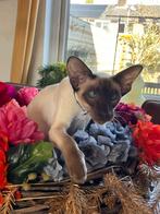 Siamees 9 maanden en met stamboom, Dieren en Toebehoren, Katten en Kittens | Raskatten | Korthaar, Poes, Met stamboom