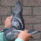 Postduif Super Inbred "HARRY", Vrouwelijk, Postduif