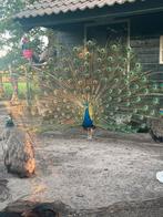 Pauweneieren te koop blauwe pauw eieren hanen hennen, Dieren en Toebehoren, Pluimvee
