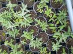 Vlinderstruiken te koop, Ophalen, Overige soorten, Volle zon