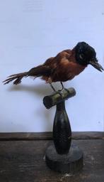 Opgezette vogel, Verzamelen, Dierenverzamelingen, Ophalen of Verzenden, Zo goed als nieuw, Vogel, Opgezet dier