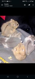 Jonge campbelli hamster, Dieren en Toebehoren, Knaagdieren, Meerdere dieren, Hamster