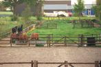 Plek vrij op paddock paradise in Hem/Venhuizen, Dieren en Toebehoren, Stalling en Weidegang