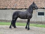 Lieve Friese ruin Sjoerd, Gechipt, Ruin, Dressuurpaard, Zadelmak