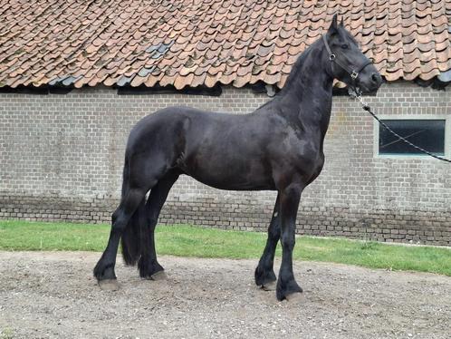 Lieve Friese ruin Sjoerd, Dieren en Toebehoren, Paarden, Ruin, Zadelmak, 160 tot 165 cm, 3 tot 6 jaar, Dressuurpaard, Gechipt