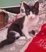 SLIMME JONGE LIEVE AANHANKELIJKE KATER FREDDY ZOEKT KRABPAAL, Kater, Kortharig, 0 tot 2 jaar