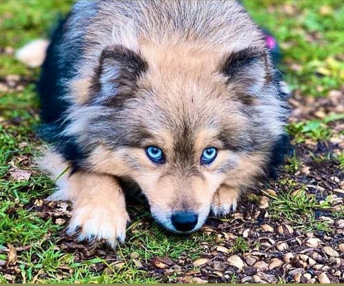 Mooie lieve Pomsky f2b dekreu dek reu ,blauwe ogen ,  kees, Dieren en Toebehoren, Honden | Dekreuen, Reu, Particulier, Meerdere