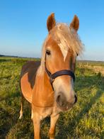 Te koop: lieve leuke haflinger ruin, Ruin, Met stamboom, 3 tot 6 jaar