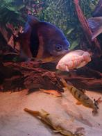 Myleus schomburgkii, Dieren en Toebehoren, Vis, Zoetwatervis