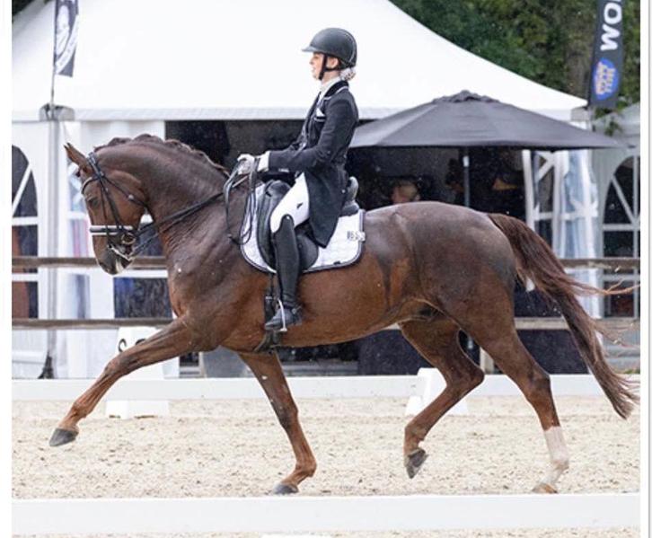 Instructrice, Diensten en Vakmensen, Dieren | Paarden | Verzorging, Oppas en Les