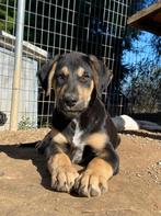 Maak kennis met Benito, Dieren en Toebehoren, Honden | Niet-rashonden, Particulier, Rabiës (hondsdolheid), 15 weken tot 1 jaar