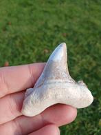 Mooie Otodus Sokolovi haaientand fossiel uit Dakhka, Ophalen of Verzenden, Fossiel