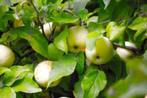 De laatste 14 halfstam appelboom appelboompjes appelbomen, Lente, In pot, Ophalen of Verzenden, Appelboom