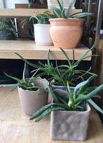Bio Aloe Vera in de terracotta bloempot binnenpot diverse, Minder dan 100 cm, Ophalen of Verzenden, In pot, Bloeiende kamerplant