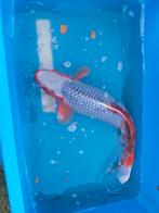 Asagi te koop aangeboden, Karper of Koi