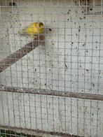 Man kanarie zit koud, goede zanger., Dieren en Toebehoren, Vogels | Kanaries, Mannelijk