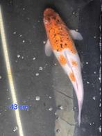 Koi Kujaku, Karper of Koi