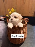 Boomerpups / malshipoodle pups, Ophalen, Nieuw, Overige