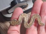 Vintage broche, Ophalen of Verzenden, Overige materialen