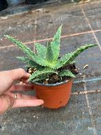 Aloe thiba, Ophalen of Verzenden, Overige soorten, Minder dan 100 cm