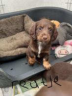 Kaninchen choco pups te koop,mogen nu het nest verlaten, Kaninchen, Rabiës (hondsdolheid), 8 tot 15 weken, Langhaar
