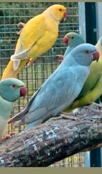 Grijs dominant gezoomd opaline halsbandparkiet, Dieren en Toebehoren, Vrouwelijk, Parkiet, Geringd