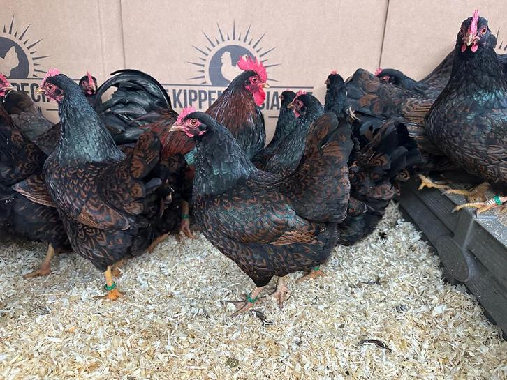 Barnevelder krielkippen bruin gezoomd hen gesekst + ingeënt, Dieren en Toebehoren, Pluimvee, Kip, Vrouwelijk